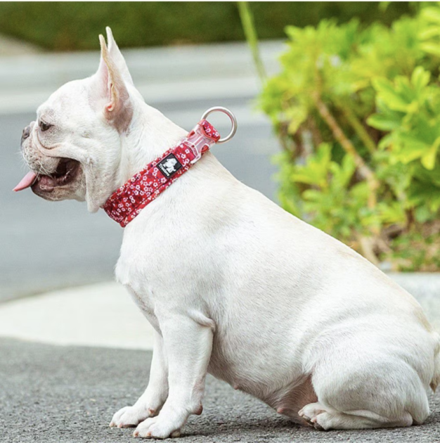 red dog collars